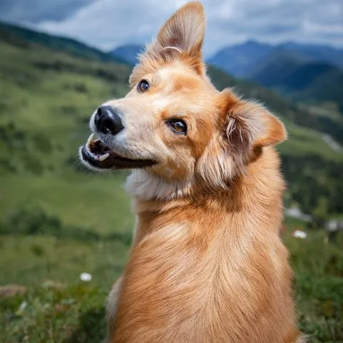 СЛЕДИ ЗА КУЧЕТА