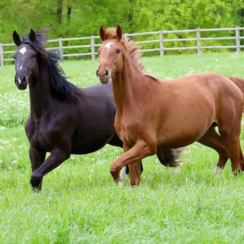 СЛЕДИ ЗА КОНЕ