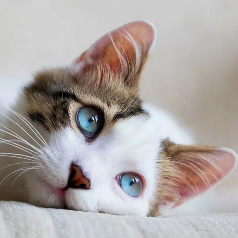 КОТЕШКИ СЛЕДИ